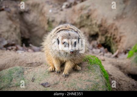 Bei schönem Wetter sitzt in einem deutschen Zoo ein Erdmännchen auf einem Felsen Stockfoto