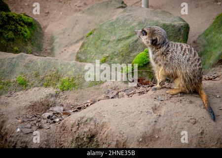 Bei schönem Wetter sitzt in einem deutschen Zoo ein Erdmännchen auf einem Felsen Stockfoto