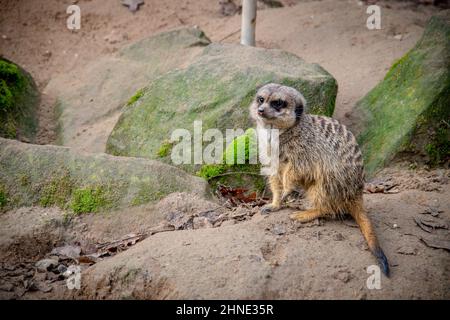 Bei schönem Wetter sitzt in einem deutschen Zoo ein Erdmännchen auf einem Felsen Stockfoto