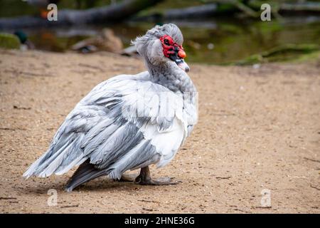 Foto einer Ente auf einem deutschen Bauernhof bei schönem Wetter. Stockfoto