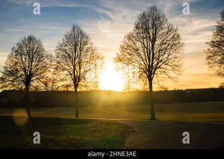 Eine Allee bei Sonnenuntergang in der Nähe von Böckweiler, Deutschland bei schönem Wetter Stockfoto
