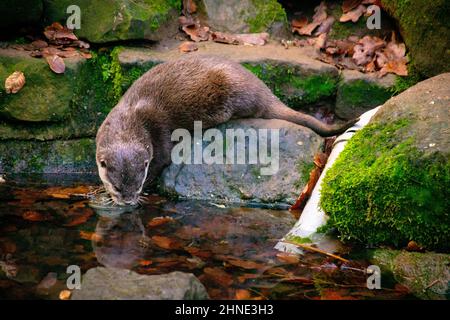 Ein Otter sitzt auf einem Felsen an einem kleinen Fluss und trinkt. Stockfoto