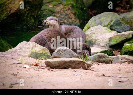 Flussotter in der Nähe eines Flusses bei schönem Wetter auf einer Sandbank Stockfoto