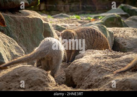 Kleine Mongoose in einem deutschen Zoo bei schönem, sonnigem Wetter Stockfoto