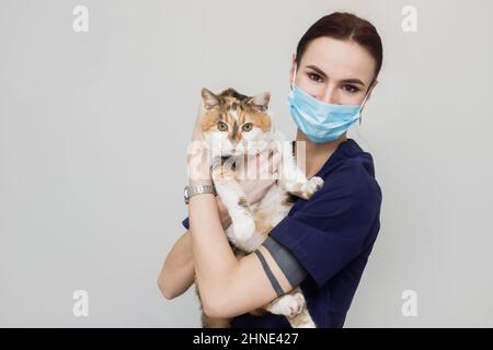 Schöne weibliche Arzt Tierarzt hält eine niedliche weiße Katze auf den Händen an Tierarzt Klinik und lächelt. Hochwertige Fotos Stockfoto