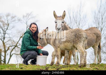 16. Februar 2022, Sachsen-Anhalt, Weißewarte: Victoria Alex, Managerin des Wildparks Weisewarte, füttert mehrere Esel in einem Fahrerlager im Park. Der Wildpark Weisewarte, der wegen Tierschutzmangels vorübergehend geschlossen wurde, wurde wieder eröffnet. Der Bezirk Stendal hatte die für den weiteren Betrieb notwendige Zooerlaubnis erteilt. Dies ist zunächst auf den 30. September 2022 begrenzt. Die neue gemeinnützige Gesellschaft unter der Schirmherrschaft der Gemeinde Tangerhütte hat nun bis zum 31. Mai 2022 Zeit, weitere Unterlagen für eine permanente Zooerlaubnis einzureichen. Foto: Klaus-Dietmar Gabbert/dpa-Z Stockfoto