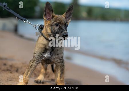 Ein elf Wochen alter Schäferhund, der an einem Sandstrand spielt. Stockfoto