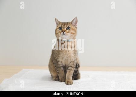 Süßes schottisches, gerade, goldschattiges Chinchilla (ny 11) Kätzchen. Witziges und neugieriges Kätzchen in einer Brille auf weißem Hintergrund. Eine Rasse von Hauskatze . Stockfoto