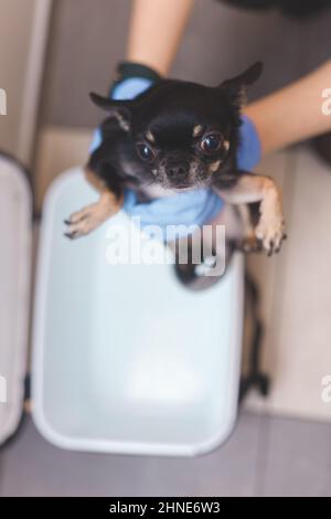 Arzt Tierarzt in Handschuhen nimmt verängstigten Hund chihuahua aus der Tragebox für Tiere. Draufsicht Stockfoto