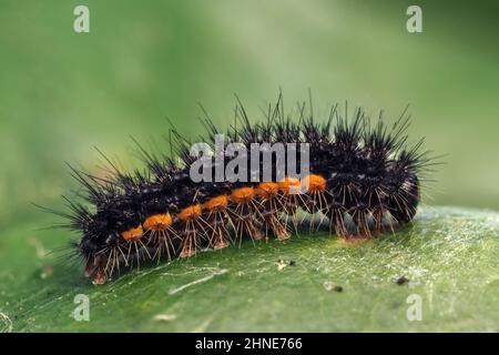 Junge gewöhnliche Fußmannmottenraupe (Eilema lurideola) auf Eichenblatt. Tipperary, Irland Stockfoto