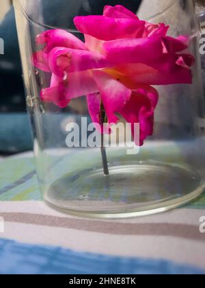 Rote Rose durch transparentes Glas aus flachem Winkel Stockfoto