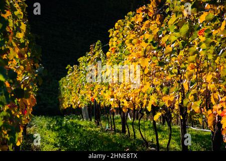Farbenfrohe Blätter von Weinreben an einem sonnigen Herbsttag Stockfoto