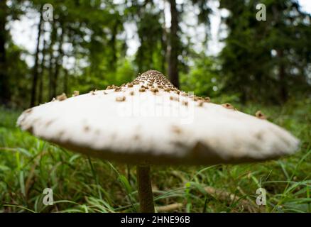 Ein Riesenschirmling im Wald in Nahaufnahme/ ein Riesenschirmling im Wald in Nahaufnahme Stockfoto