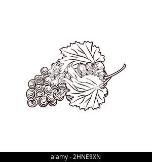Handgezogene Trauben. Trauben Skizze isoliert auf weißem Hintergrund. Frische Frucht monochrome Skizze. Gravurstil. Vektorgrafik Stock Vektor
