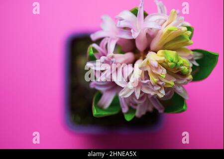 Rosa Hyazinthe in voller Blüte auf hellrosa Hintergrund. Frühlingsblüten Stockfoto