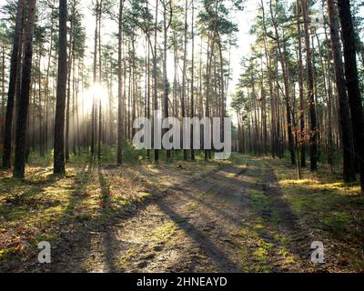Hoher Kiefernwald im Herbst. Es ist ein nebliger Morgen. Zwischen den Bäumen liegt ein Nebel, der von den Strahlen der aufgehenden Sonne beleuchtet wird. Stockfoto