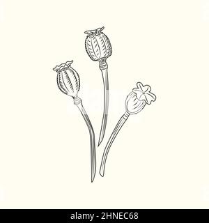 Poppy Blume isoliert Vektor-Illustration. Mohn Engraving Vintage-Stil. Stock Vektor