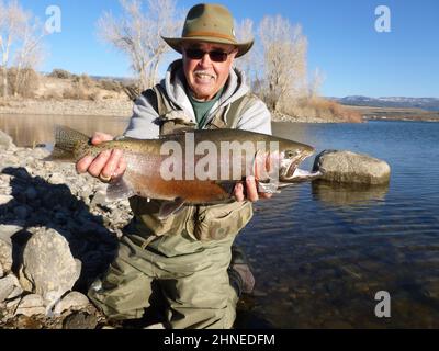 Fischer zeigt große Regenbogenforelle, die auf einer Fliegenrute gefangen wird. Große Fische können auch mit sehr leichten Tackle und kleinen Fliegen erfolgreich angelandet werden. Stockfoto