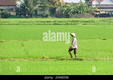 Eine Vietnamesin, die einen kegelförmigen Hut trägt, geht durch ein Reisfeld in der Nähe von Hue, Provinz Thua Thien Hue, Zentralvietnam Stockfoto