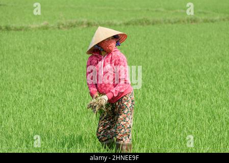 Eine Vietnamesin, die einen kegelförmigen Hut trägt, pflanzt Reis in einem Reisfeld in der Nähe von Hue, Provinz Thua Thien Hue, Zentralvietnam Stockfoto
