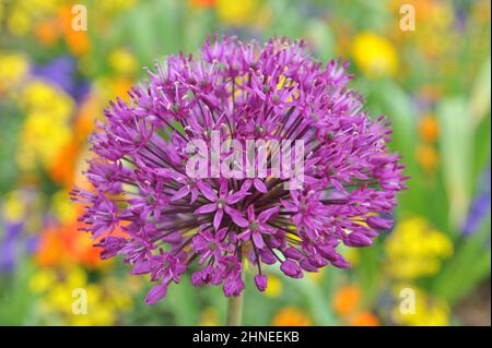 Allium aflatunense blüht im Mai in einem Garten Stockfoto