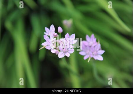 Im Mai blüht der Mausknoblauchzauch (Allium angulosum) in einem Garten Stockfoto