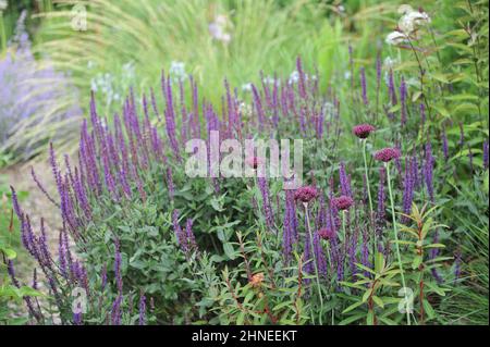 Im Juni blühen in einem Garten sehr dunkles Purpurallium (Allium atropurpureum) und tiefviolette balkanklarie (Salvia nemorosa) in einer Blumenrandung Stockfoto