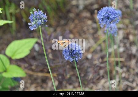 Eine kleine Schildpatt (Aglais urticae) auf einem blühenden, blau blühenden Knoblauch (Allium caeruleum) in einem Garten im Juni Stockfoto