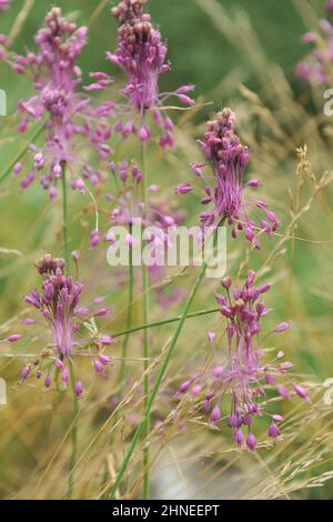 Kieliger Knoblauch (Allium carinatum subsp. Pulchellum) blüht im August in einem Garten Stockfoto