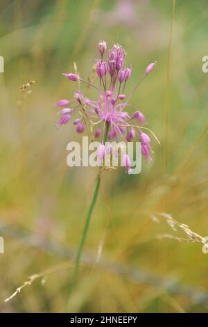 Kieliger Knoblauch (Allium carinatum subsp. Pulchellum) blüht im August in einem Garten Stockfoto