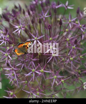 Eine kleine Schildpatt (Aglais urticae) auf einer blühenden persischen Zwiebel oder einem Stern aus Persien (Allium cristophii) in einem Garten im Mai Stockfoto