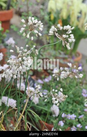 Allium convallarioides blomt im Mai in einem Gewächshaus auf einem Garten Stockfoto