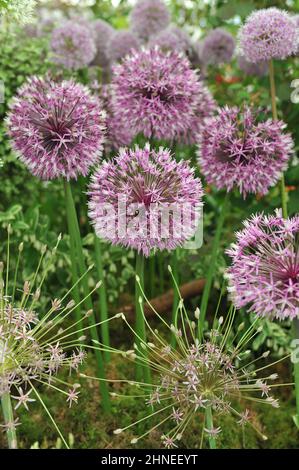 Allium jesdianum Early Emperor und Allium schubertii blühen auf einer Ausstellung im Mai Stockfoto
