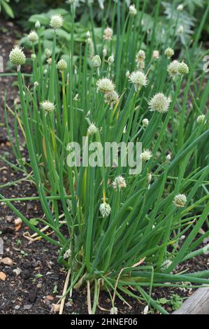 Die walisische Zwiebel (Allium fistulosum) blüht im Mai in einem Garten Stockfoto