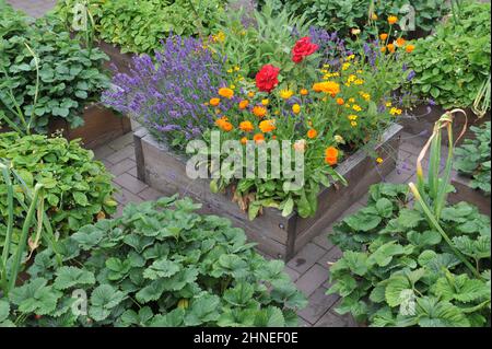 Ein Gemüsegarten mit erhöhten Holzbetten mit Erdbeeren, Knoblauch und Blumen im Juli Stockfoto