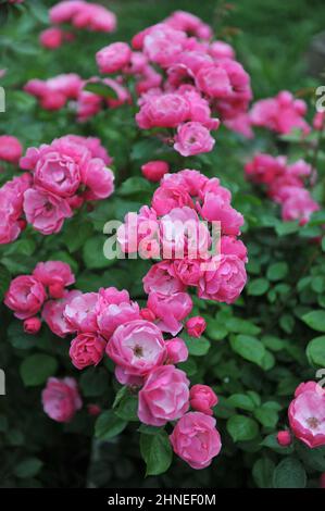 Im Juni blüht in einem Garten eine tiefrosa Floribunda-Rose Angela (Korday) Stockfoto