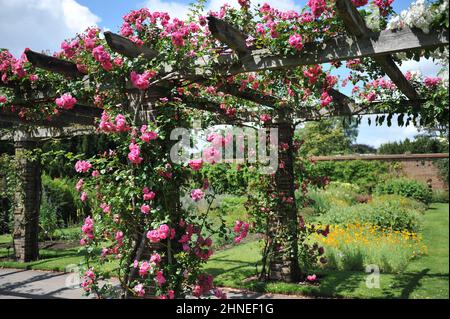 Rosa Klettern Noisette Rose (Rosa) Chaplins Pink Climber blüht im Juni auf einer hölzernen Pergola in einem Garten Stockfoto