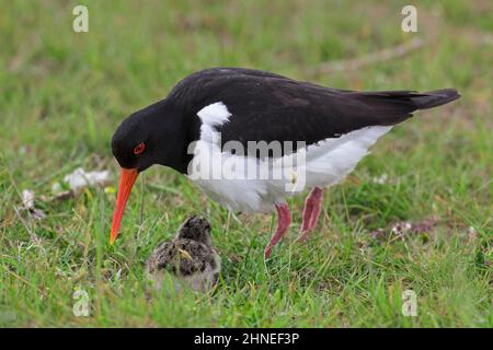 Gewöhnlicher Austernfischer / Eurasischer Austernfischer (Haematopus ostralegus) Weibchen mit Küken im Frühjahr auf Wiese / Grasland Stockfoto