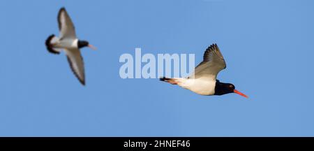 Zwei gewöhnliche Austernfischer / Eurasischer Austernfischer (Haematopus ostralegus) im Flug gegen den blauen Himmel Stockfoto