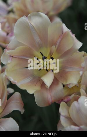 Aprikose aus Bronze Doppelte frühe Tulpen (Tulipa) die Belle Epoque blüht im April in einem Garten Stockfoto