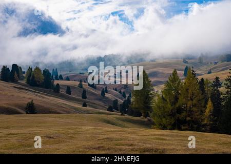 Hügelige Agrarlandschaft mit Weiden, Holzhütten und Bäumen auf der Seiser Alm, im Herbst nebelbedeckt. Stockfoto