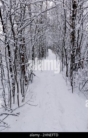 Winter- und Schneeszene eines Pfades, der in einen schneebedeckten Wald führt, der von jungen Pflanzen gebildet wird, die eine Art Tunnel bilden, in den man hineinschlüpfen kann. Hochwertige Fotos Stockfoto