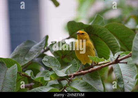 Canarinhos (Sicalis flaveola) Stockfoto