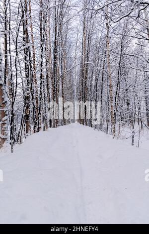 Winter- und Schneeszene eines Pfades, der in einen schneebedeckten Wald führt, der von jungen Birken gebildet wird, die eine Art Tunnel bilden, in den Sie hineinschlüpfen können. Hochwertige Fotos Stockfoto