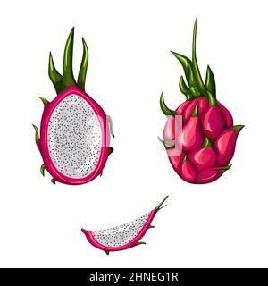 Set von reifen roten Drachenfrucht isoliert auf weißem Hintergrund. Ganze, Hälfte und schneiden pitahaya. Vektorgrafik. Design für Restaurant-Menü, Geschäft, mar Stock Vektor