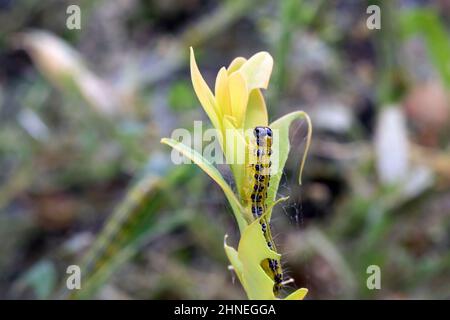 Detail von Cydalima perspectalis, die die Pflanze frisst, Kästchenmotte Raupe Detail Stockfoto