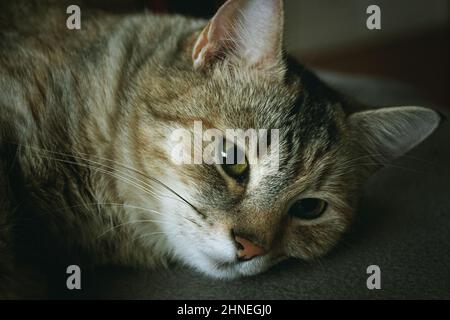 Porträt einer schönen Katze, Hybrid mit Felis silvestris Stockfoto