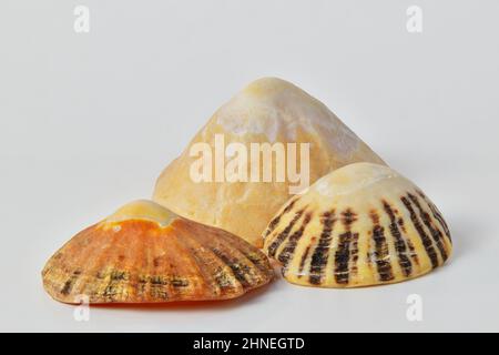 Sammlung von konischen, limpet Muscheln auf weißem Hintergrund, Copy Space Stockfoto