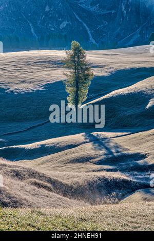 Rime auf den Weiden der Seiser Alm mit Bäumen und Holzhütten, im Herbst bei Sonnenaufgang. Stockfoto