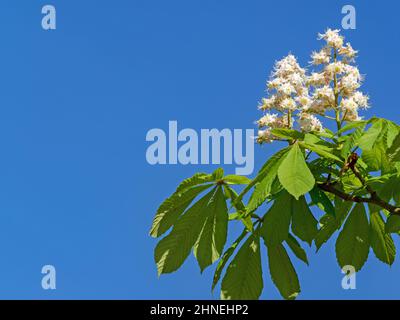 Blüten von gemeiner Rosskastanie, Aesculus hippocastanum, gegen blauen Himmel mit Kopierraum Stockfoto